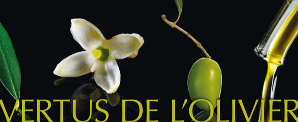 Une Olive en Provence